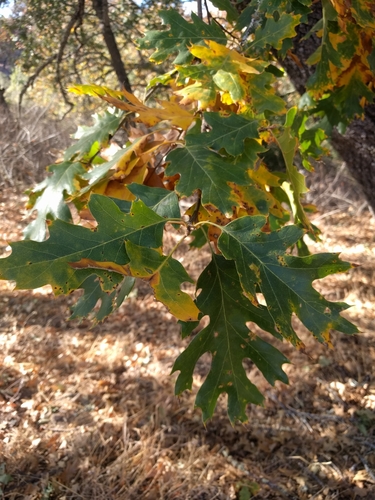 iNaturalist observation photo of California black oak