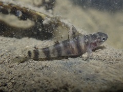 Tiger Mangrove Goby photo 2