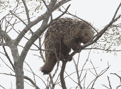 Coendou longicaudatus