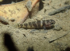 Tiger Mangrove Goby photo 3