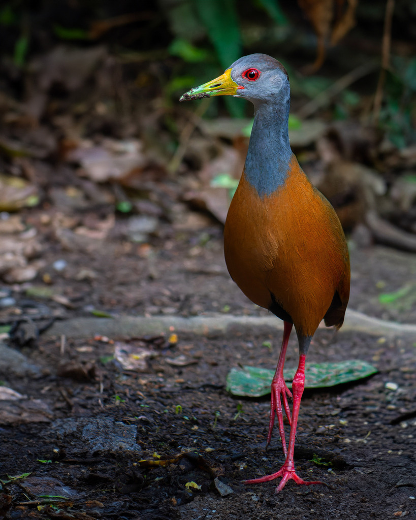 Gray-cowled Wood-Rail (Gray-backed)