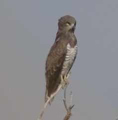 Circaetus