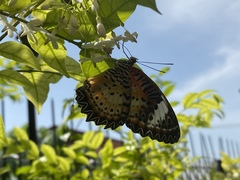 Cethosia cyane