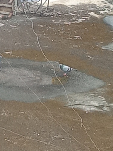 Rock Pigeon