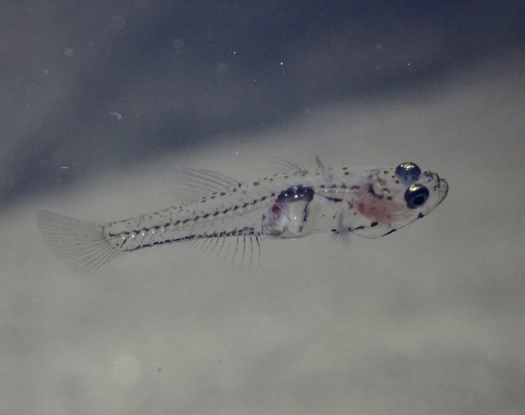 Gobiopterus