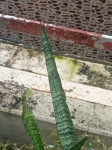 Snake Plant