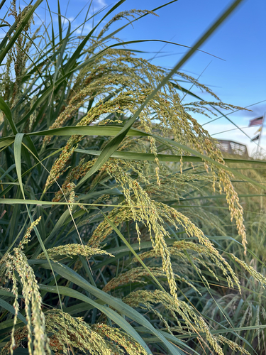 Panicum amarum var. amarulum