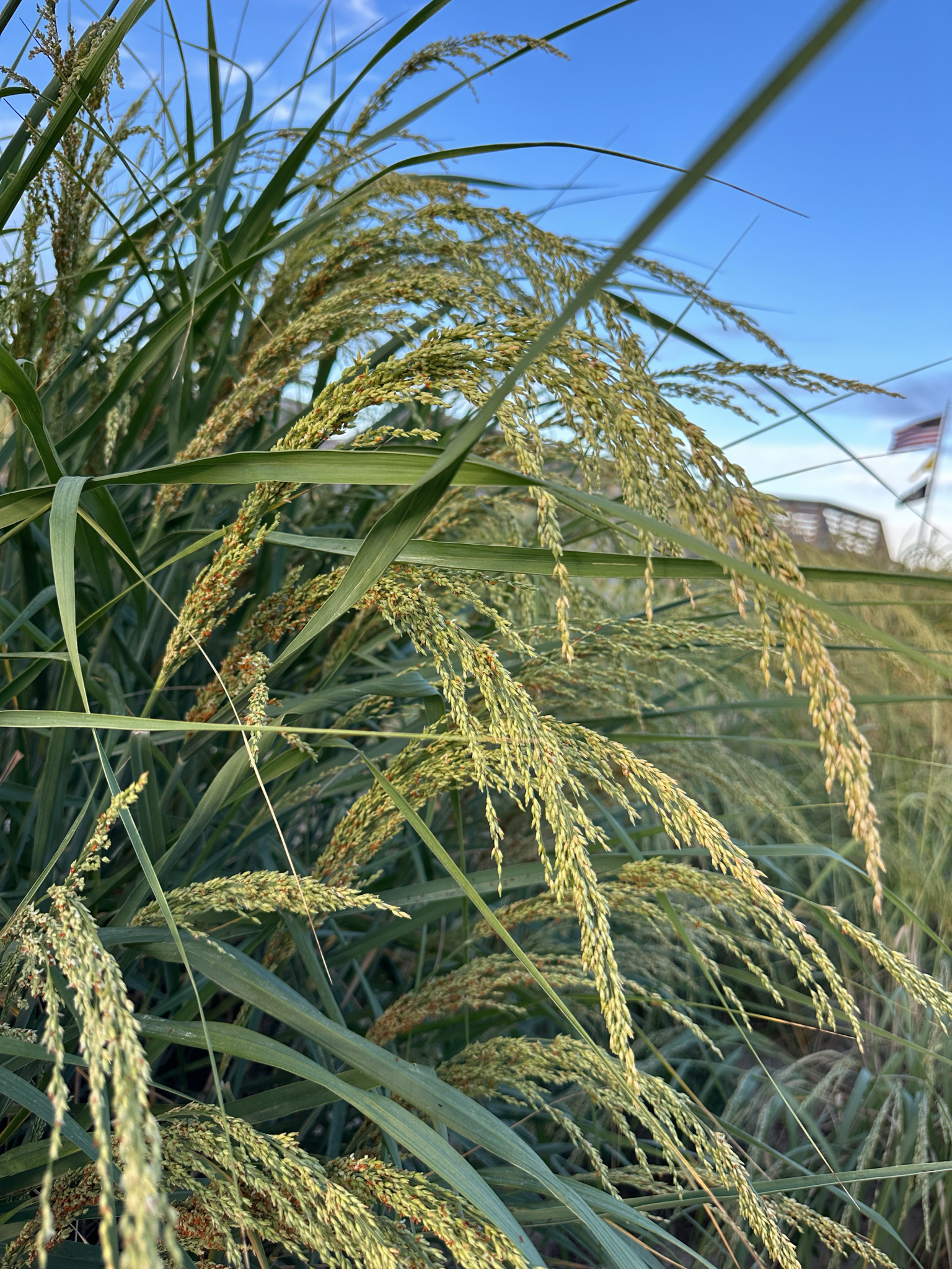 Panicum amarum var. amarulum