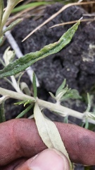 Pseudognaphalium attenuatum