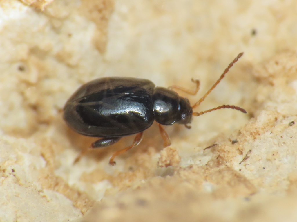 Aphthona delicatula