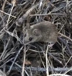 Bryant's Woodrat