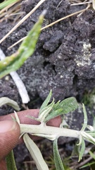 Pseudognaphalium attenuatum