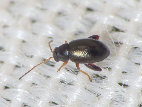 Longitarsus obliteratus