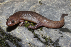 Desmognathus brimleyorum