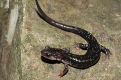 Plethodon ouachitae