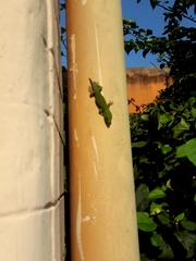 Phelsuma lineata