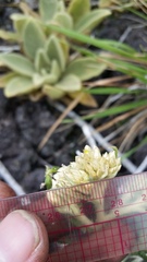 Pseudognaphalium attenuatum
