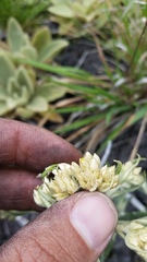 Pseudognaphalium attenuatum