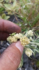Pseudognaphalium attenuatum