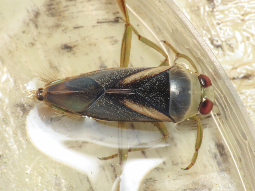 Notonecta meridionalis