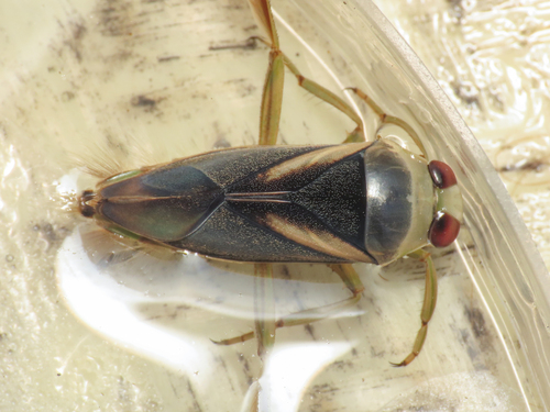 Notonecta meridionalis