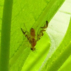 Strauzia longipennis