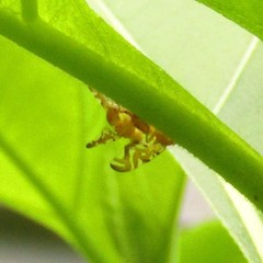 Strauzia longipennis