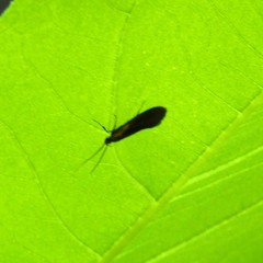 Mathildana newmanella