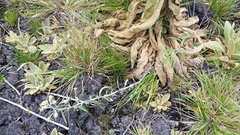 Pseudognaphalium attenuatum