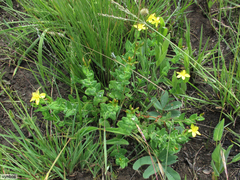 Hypericum aethiopicum
