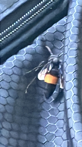 Greater Banded Hornet