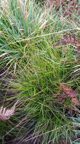Carex subfusca observed 2019-11-07