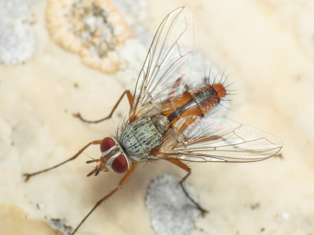 Fischeria bicolor