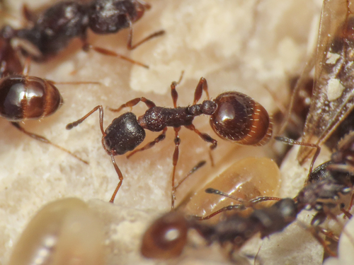 Temnothorax saxatilisTemnothorax saxatilis