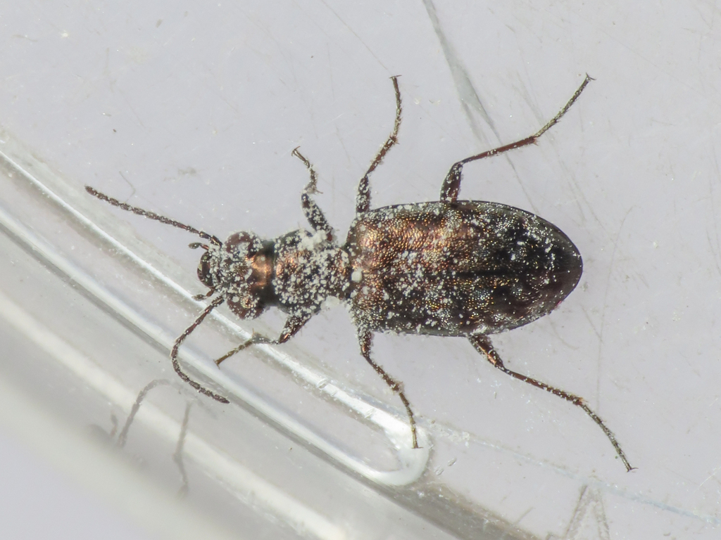 Asaphidion nebulosum