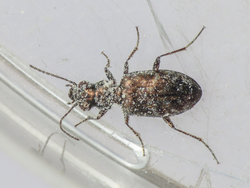 Asaphidion nebulosum