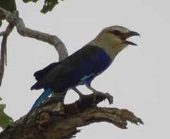 Coracias cyanogaster
