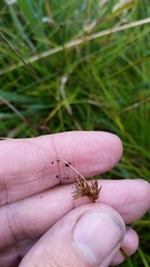 Carex subfusca