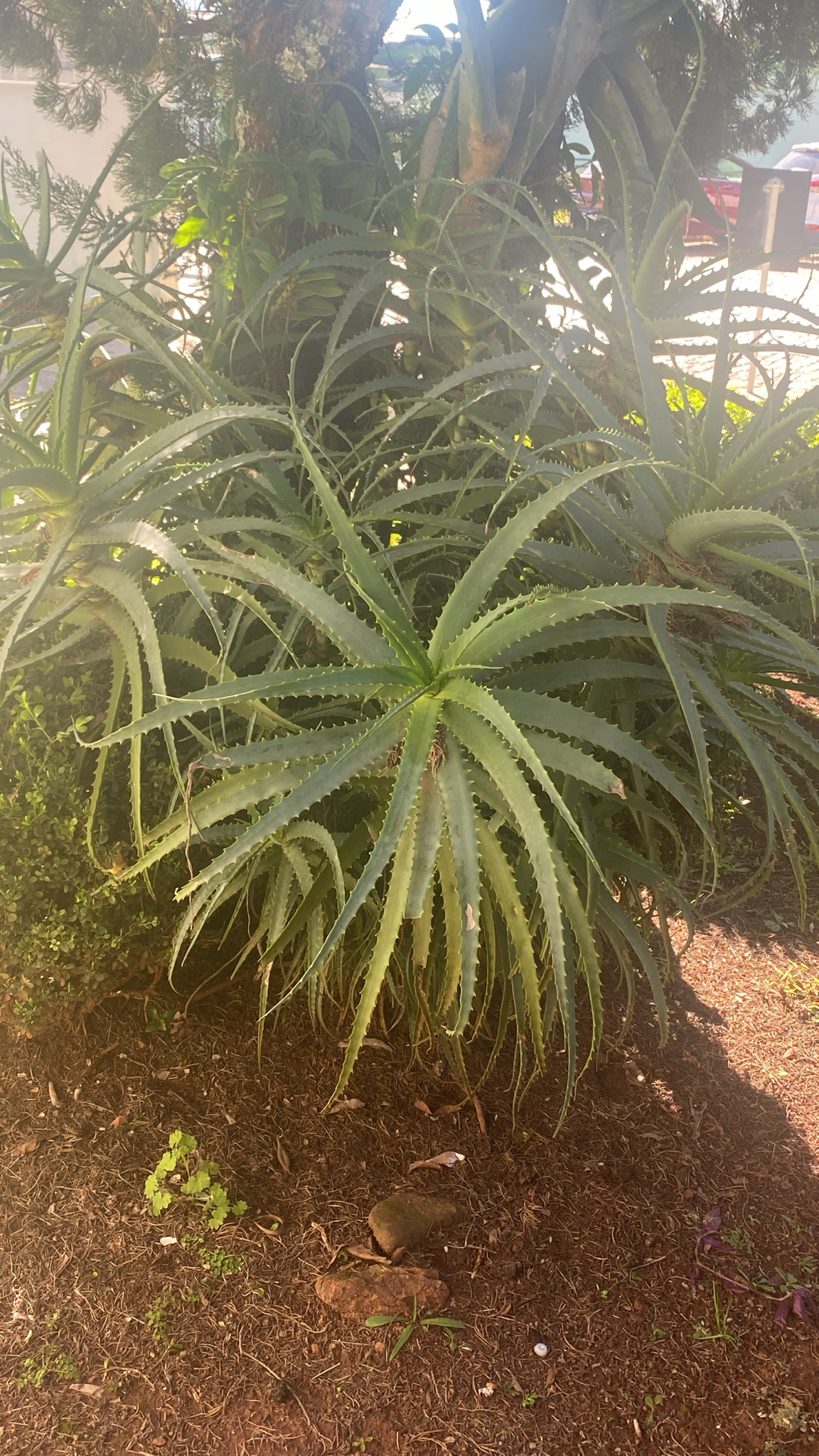 Aloe arborescens