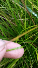 Carex subfusca
