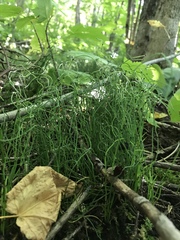 Equisetum scirpoides
