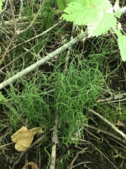 Equisetum scirpoides