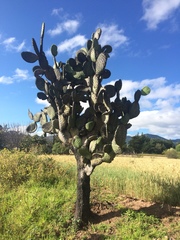 Opuntia hyptiacantha
