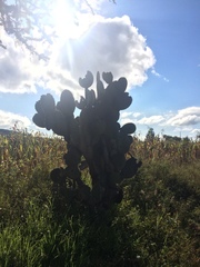 Opuntia hyptiacantha