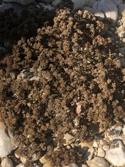 Mesembryanthemum nodiflorum