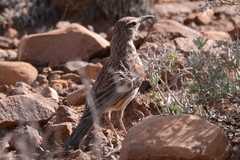 Certhilauda subcoronata