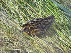 Coturnicops noveboracensis