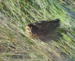 Coturnicops noveboracensis