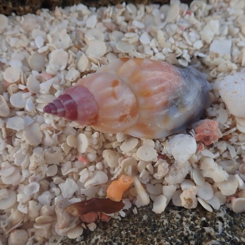 Tridentarius dentatus observed 2025-09-01