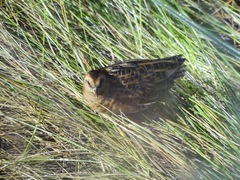 Coturnicops noveboracensis